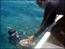 Collection of Acropora corals (BBC)