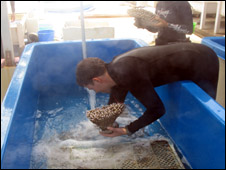 Putting corals in a lab tank (BBC)