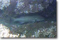 Gag grouper taking cover in Oculina coral