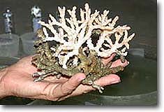sample of Oculina coral
