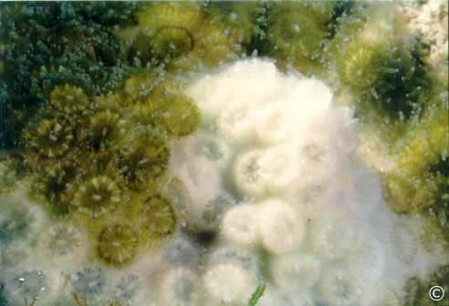 Oculina patagonica partially bleached colony (in the field)