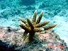 85monthacropora.jpg