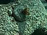 coralplug.jpg