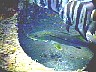 snook.jpg