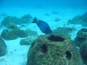 blueparroteatingfromreefballscl10west.jpg