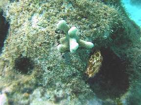 fingercorallponbayw.jpg