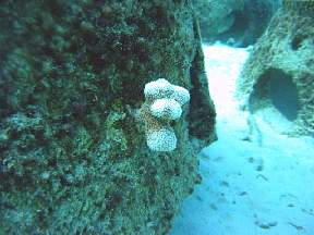 fingercoralplugp5cl12east.jpg