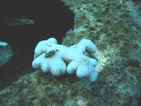 fingerwithalgaep5cl12east.jpg