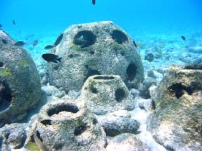 fishpopulationrbclustershallowwest.jpg