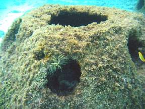 giantanemoneonreefballshallowwest.jpg