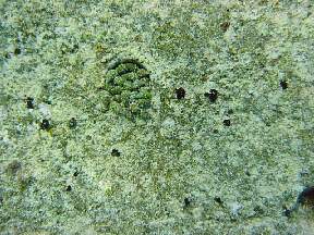 snailsandminusculenewcoralgrowthcl9east.jpg