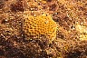 coral.jpg
