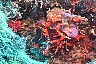 coralred.jpg