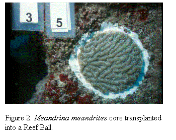 Text Box:  

Figure 2. Meandrina meandrites core transplanted into a Reef Ball.







