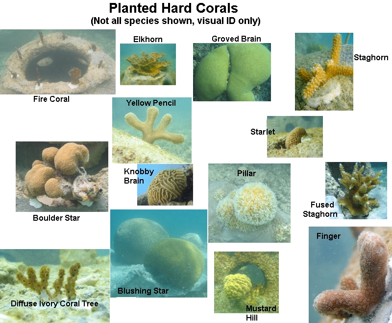 types of hard coral - corals.jpg 800×660 pixels | Ocean Botanicals ...